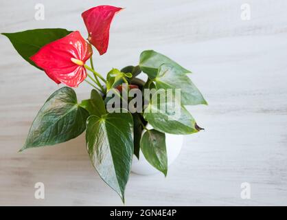 Anthurium mit roten Blumen auf weißem Hintergrund Stockfoto