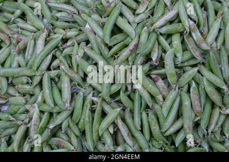 PEA ist am häufigsten der kleine kugelförmige Samen oder der Samen-Pod der Hülse Pisum sativum. Frisches Gemüse zum Verkauf bei Territy Bazar, Kalkutta, Wes Stockfoto