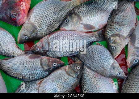 Bhetki oder Barramundi (Lates calcarifer) oder asiatischer Seebarsch, ist ein beliebter Fisch unter den Bengalern, serviert in Festlichkeiten wie Hochzeiten und wichtig Stockfoto