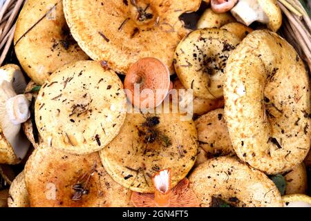 Herbstpilze im Wald gesammelt Stockfoto