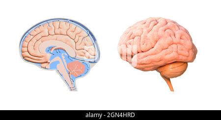 Schnittplan des menschlichen Gehirns. 3d-Rendering, Illustration Stockfoto