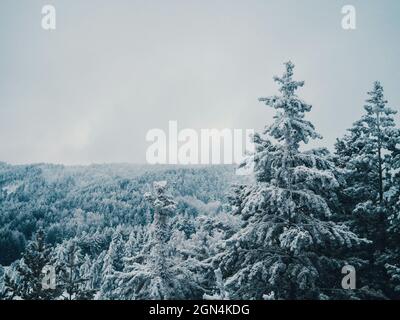 Schneebedeckten Baum Stockfoto