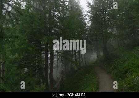 Fußweg durch nebligen und regnerischen Wald. Geheimnisvolle Weise im Wald mit Nebel Stockfoto