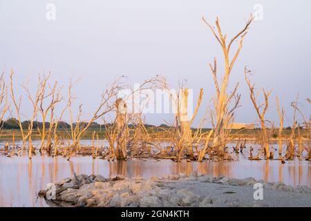 Schöne Aussicht auf getrocknete Bäume auf einem See Stockfoto