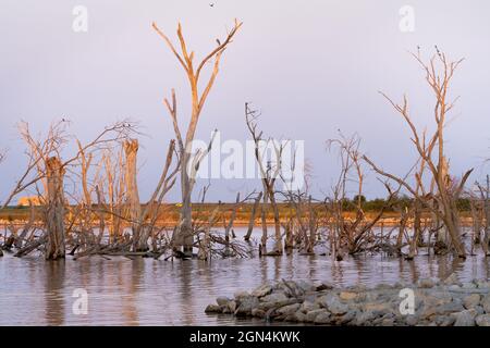 Schöne Aussicht auf getrocknete Bäume auf einem See Stockfoto