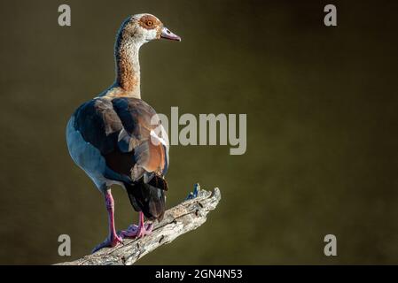 Eine Erwachsene ägyptische Gans, Alopochen aegyptiaca, steht auf einem Ast über dem Wasser, Port Alfred, Ostkap, Südafrika, 21. August 2021. Stockfoto