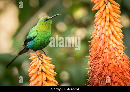 Malachit Sunbird, Nectarina famosa, Männchen im Brutgefieder auf Aloe ferox Blüten, Grahamstown/Makhanda, Eastern Cape South Africa, 06. August 2020. Stockfoto