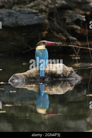 Storchschnabelfischer (Pelargopsis capensis capensis) Erwachsener, der auf einem teilweise untergetauchten Zweig mit Fischen in Bill Sri Lanka thront Dezember Stockfoto