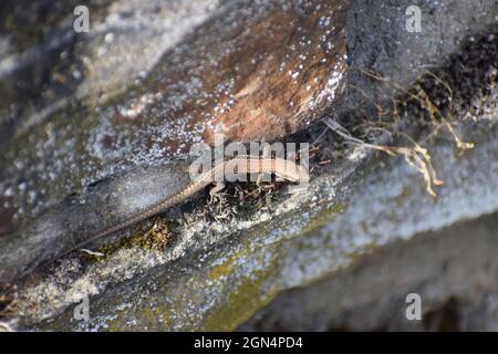 Wunderschöne Wandeidechse auf Vulkansteinen Stockfoto