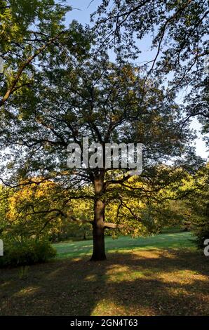 Schöner Baum vor dem Hintergrund eines bunten Herbstwaldes mit verzweigten Bäumen mit vielen gelben, grünen und braunen Blättern, Borisova Garden, Sofi Stockfoto