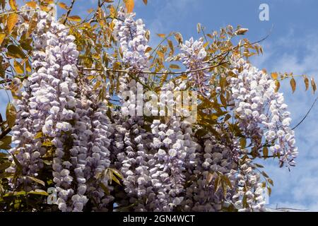Wisteria sinensis „Texas Purple“ Stockfoto