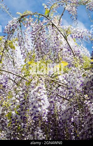 Wisteria sinensis fruchtbare chinesische Wisteria Stockfoto