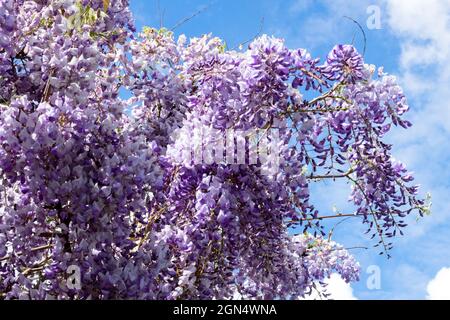 Wisteria sinensis 'Caroline' Wisteria 'Caroline' Stockfoto