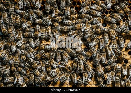 Hausbienen der Karnika-Rasse kriechen mit Brut am Fundament entlang. Imkerei-Konzept, Honigproduktion, Imkerei-Management. Stockfoto
