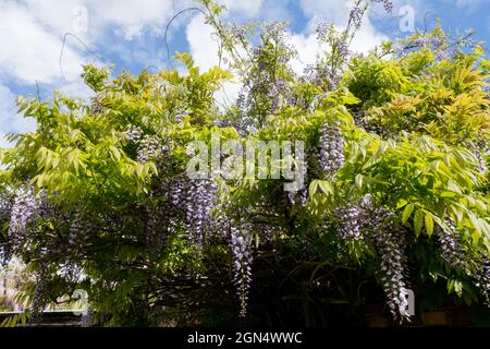 Japanische Wisteria Wisteria floribunda Multijuga Stockfoto