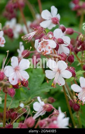 White Geranium macrorrhizum Album macrorrhizum Geranien Stockfoto