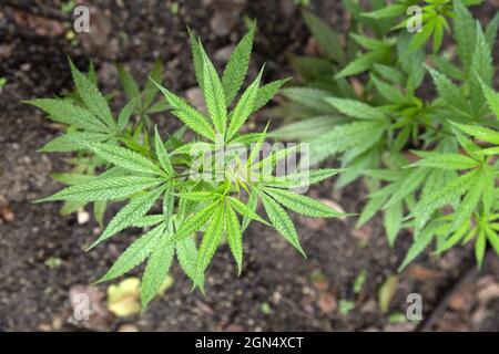 Pflanzliche Cannabispflanze im Garten Stockfoto