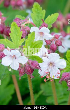 Cranesbill Geranium macrorrhizum Album Stockfoto