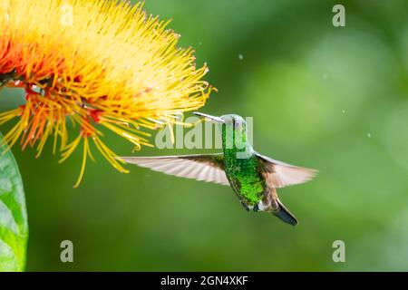 Ein kupferwühliger Kolibri (Amazilia tobaci), der sich im Regen von der Combretum-Blüte ernährt und einen Bokeh-Hintergrund hat Stockfoto