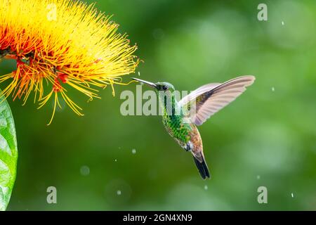 Ein kupferwühliger Kolibri (Amazilia tobaci), der sich im Regen von der Combretum-Blüte ernährt und einen Bokeh-Hintergrund hat Stockfoto