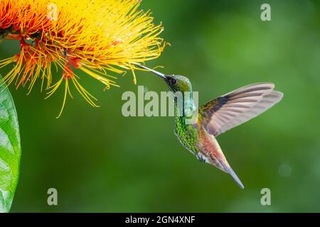 Ein kupferwühliger Kolibri (Amazilia tobaci), der sich im Regen von der Combretum-Blüte ernährt und einen Bokeh-Hintergrund hat Stockfoto