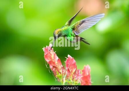 Ein Kolibri aus Kupfer, Amazilia Tobaci, ernährt sich von einer tropischen, rosa Garnelenpflanze mit einem glatten grünen Hintergrund in der Karibik. Stockfoto