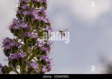 Eine flauschige Biene, die auf Nektar aus einem Echium ‘Pink Fountain', einem Hybrid zwischen rotblühenden Echium wildpretii und blaublühiger Echium pininana, flauschig flauscht. Stockfoto