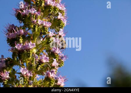 Eine flauschige Biene, die auf Nektar aus einem Echium ‘Pink Fountain', einem Hybrid zwischen rotblühenden Echium wildpretii und blaublühiger Echium pininana, flauschig flauscht. Stockfoto