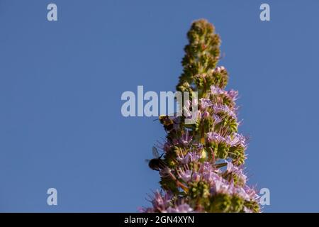 Eine flauschige Biene, die auf Nektar aus einem Echium ‘Pink Fountain', einem Hybrid zwischen rotblühenden Echium wildpretii und blaublühiger Echium pininana, flauschig flauscht. Stockfoto