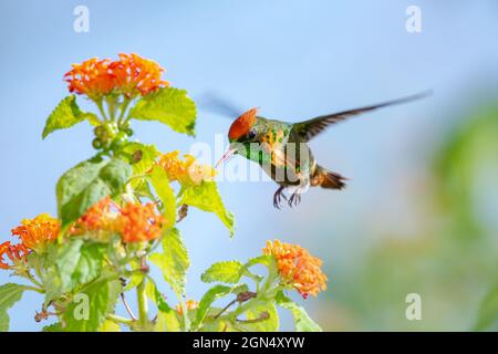 Ein männlicher getuftete Coquette-Kolibri (Lophornis ornatus), zweitkleinster Vogel der Welt, der sich in einem Garten mit Lantana-Blüten ernährt. Stockfoto