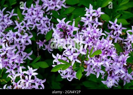 Persische Flieder Syringa persica Stockfoto