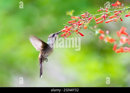 Eine weibliche Ruby Topaz Kolibri (Chrysolampis mosquitus), die sich auf der roten Antigua Heide ernährt, blüht in einem Garten mit Bokwh-Hintergrund Stockfoto