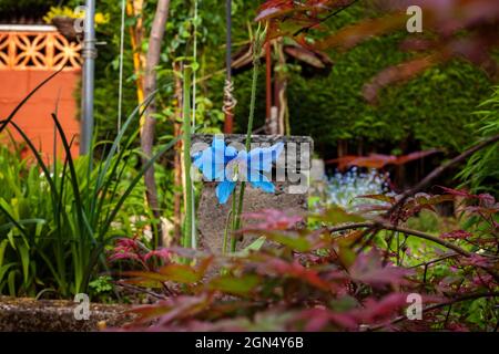 Meconopsis 'Lingholm'.(Fertile Blue Group) Himalaya-Blauer Mohn in herrlicher Blüte. Elektrisches Blau. Stockfoto