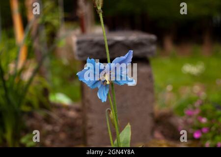 Meconopsis 'Lingholm'.(Fertile Blue Group) Himalaya-Blauer Mohn in herrlicher Blüte. Elektrisches Blau. Stockfoto