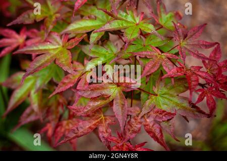 Acer palmatum 'Beni Maiko'.unglaubliches Laub dieses japanischen Ahornbaums. Stockfoto