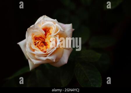 Kletterrosen-Sorte namens Alchymist.Rosa 'Alchymist' Stockfoto