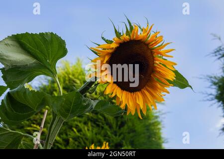 Sonnenblume 'Helianthus' in Blüte vor einem klaren blauen Himmel Stockfoto