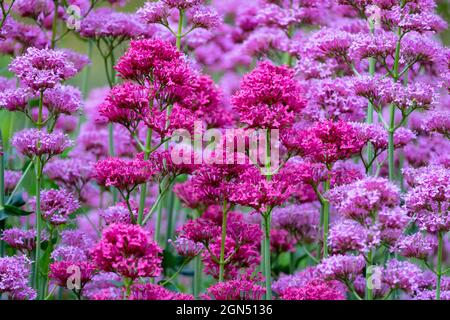 Rot lila Blume Hintergrund Rot Baldrian Centranthus ruber Stockfoto