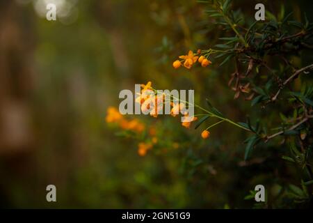 Goldene Berberis stenophylla im Frühling in einem englischen Garten Stockfoto