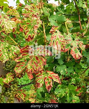 Die Traubenstreifen-Diseas eesca erscheinen als dunkelrote oder gelbe Streifen auf den Blättern, die schließlich trocknen und nekrotisch werden. Stockfoto