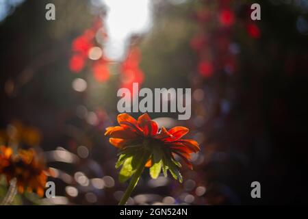 Rudbeckia Rustic Zwarf mit Hintergrundbeleuchtung in Sunshine Stockfoto