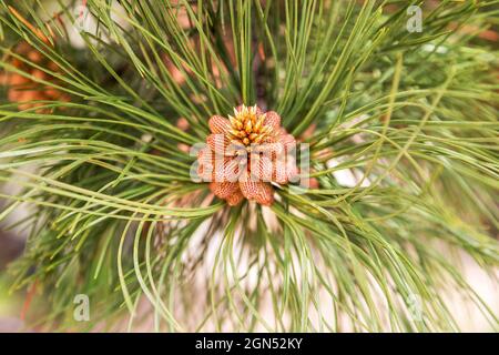 Nahaufnahme von New Pine Cone auf Ponderosa Pine. Kiefernzweig mit neuem Kiefernkegel und Strahlungsnadeln aus der Nähe Stockfoto