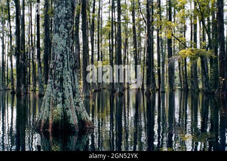 Sumpf in Cypress Gardens. Ein Sumpfwald und seine ruhige Reflexion. Bald Zypressen Sumpf Baum Wald in Cypress Gardens, Moncks Corner, Charleston, SC. Stockfoto