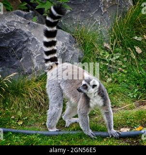 Katta Zoo von Calgary Alberta Stockfoto