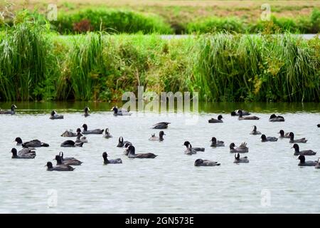 Eurasische Vögel auf dem See ( Fulica ATRA ) Stockfoto
