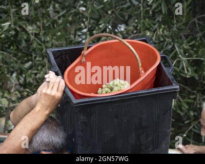 Weintrauben Ernte cinque terre Wein Weinrebe historisches Erbe Stockfoto