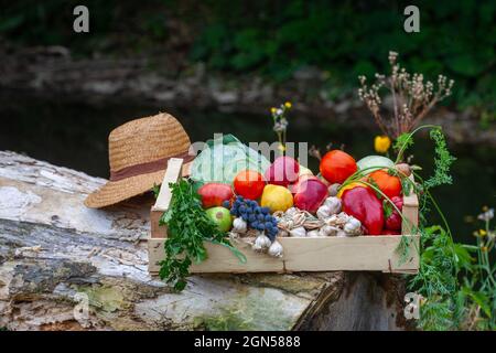 Holzkiste mit buntem frischem Gemüse und Obst für eine gesunde Ernährung, enthält Tomaten, Karotten, Kohl, Kürbisse, Knoblauch, Äpfel, Birnen und Stockfoto