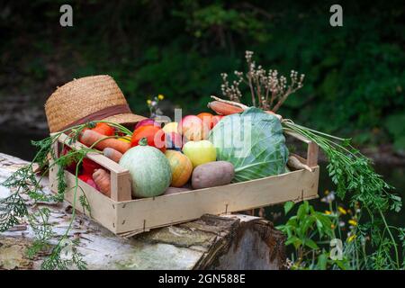 Holzkiste mit buntem frischem Gemüse und Obst für eine gesunde Ernährung, enthält Kartoffeln, Tomaten, Karotten, Kohl, Kürbisse, Äpfel und Trauben Stockfoto