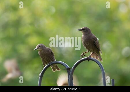 Ein paar junge Stare (Sturnus Vulgaris) saßen auf einer Stütze für Gartenvogelfütterer Stockfoto