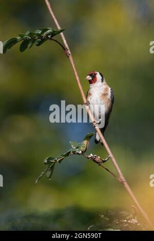 Ein Goldfink (Carduelis Carduelis), der auf einem Zweig eines jungen Rowan oder Bergasche (Sorbus Aucuparia) in Autumn Sunshine thront Stockfoto